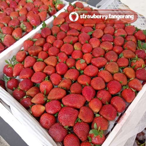 Strawberry Kellybright