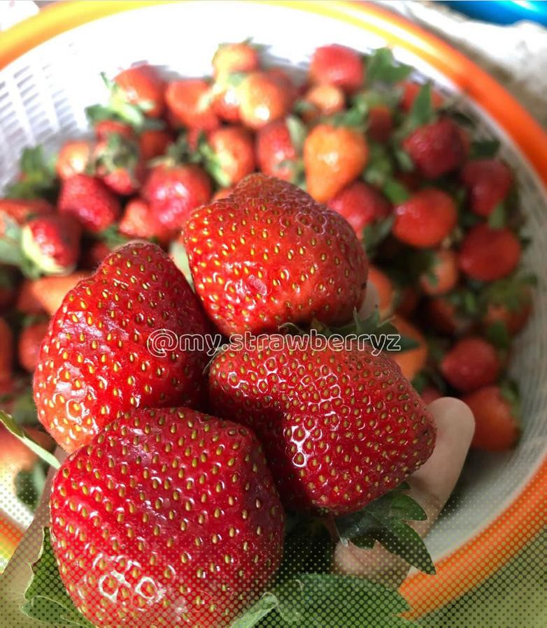 Strawberry Jumbo