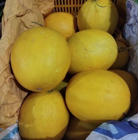 Golden Melon Harga Per Buah Berat 1800-2000gram